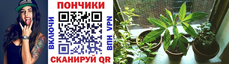 Каннабис сатива  Кудрово 